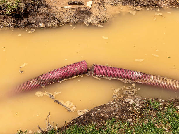 Best Mold removal after water damage  in Williamstown, NJ